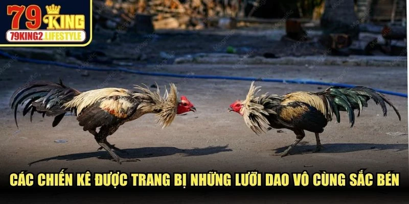 Các chiến kê được trang bị những lưỡi dao vô cùng sắc bén
